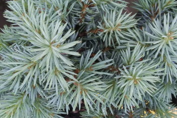 Picea pungens Blue Pearl