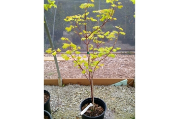 Acer circinatum Sunny Sister