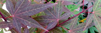 Acer palmatum Red Flash