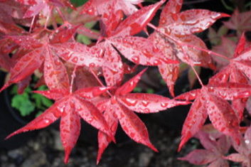 Acer palmatum Red Baron