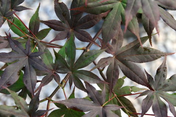 Acer palmatum Akegarasu