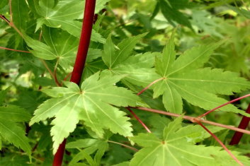 Acer palmatum Baton Rouge