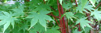 Acer shirasawanum Susanne