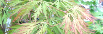 Acer pseudosieboldianum Ice Dragon