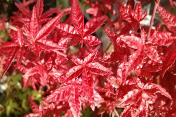 Acer palmatum Yama hime