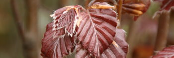 z Fagus sylvatica Purpurea pendula