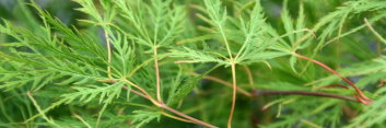 Acer palmatum Waterfall