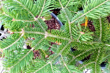 Abies lasiocarpa x koreana Hybrid