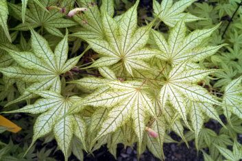 Acer palmatum Gold Reticulated