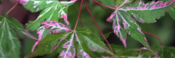 Acer palmatum Taiyo nishiki