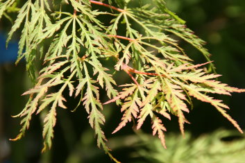 Acer palmatum Red Autumn Lace