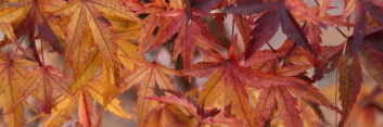 Acer palmatum Sharp’s Pigmy