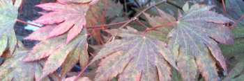 Acer palmatum Red Blush