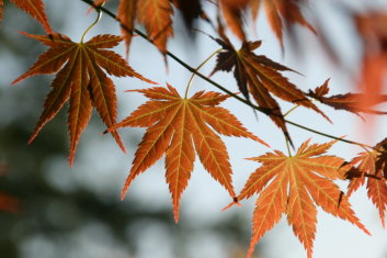 Acer palmatum Mirte