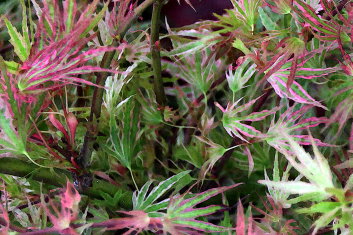 Acer palmatum Shin hikasa