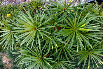 Sciadopitys verticillata Green Star