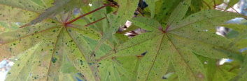 Acer palmatum Geisha