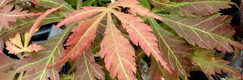 Acer palmatum Royal Burgundy