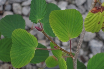 Corylopsis glabrescens Longwood Chimes