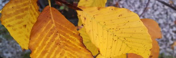 z Fagus sylvatica Dawyck Gold