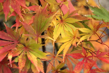 Acer palmatum Matsukaze