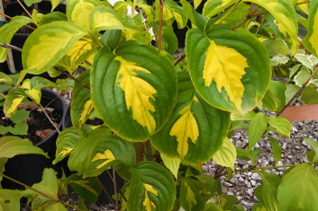 Cornus kousa Gold Cup