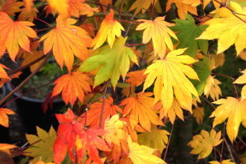 Acer palmatum Ever Autumn