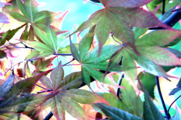 Acer palmatum Okagami