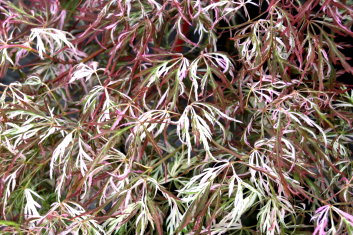 Acer palmatum Toyama nishiki