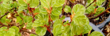 z Fagus sylvatica Elf