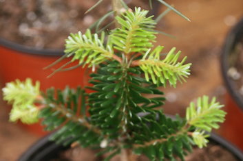 Abies balsamea Verkades