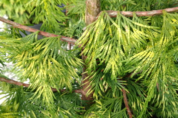 Thuja plicata Zebrina Extra Gold