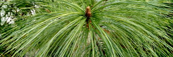 z Conifer Pinus wallichiana Zebrina