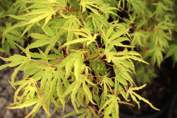 Acer palmatum Dr. Seuss