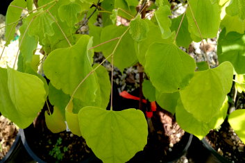 Cercis canadensis Hearts Of Gold