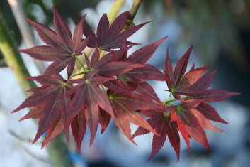 Acer palmatum Kurenai jishi