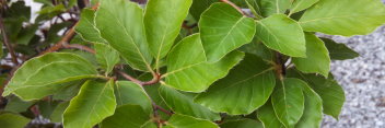 z Fagus sylvatica Miltonensis