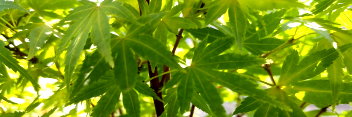 Acer palmatum Corvallis Broom