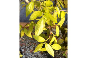 Celtis Green Cascade (Japanese Hackberry)