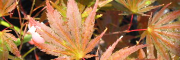 Acer palmatum Tiger Rose
