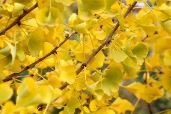 Ginkgo biloba Witch's Broom