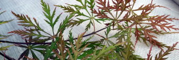 Acer palmatum Bewley’s Red