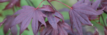 Acer palmatum Adrian's Compact