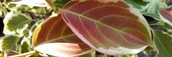 z Cornus kousa var chinensis Primrose Cloak