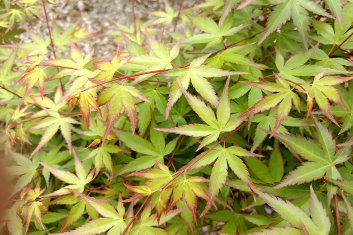 Acer palmatum Shishio Hime