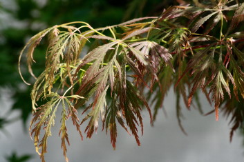 Acer palmatum Elmwood Spreader