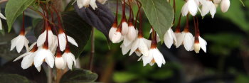 z Styrax japonicus Evening Light