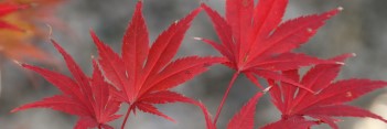 Acer palmatum Azuma murasaki