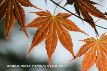  Japanese Maples: Inspirations in Color - Volume 4