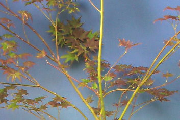 Acer palmatum Tsukubane